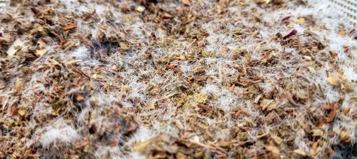 25g elder wood - forest, ~