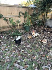 8 X CHICKEN ❇️EGGS MIXED