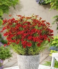 Coreopsis 'Ladybird' Tickseed