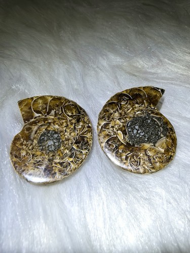 Polished split ammonite fossil - polished,