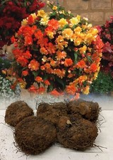 MIXED YELLOW/ORANGE PENDULA