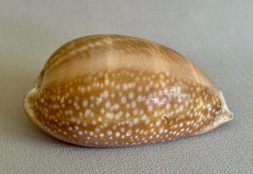 Large macrocypraea cervus - cervus,