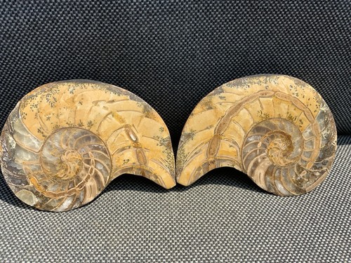 Polished nautilus pair display - nautilus,