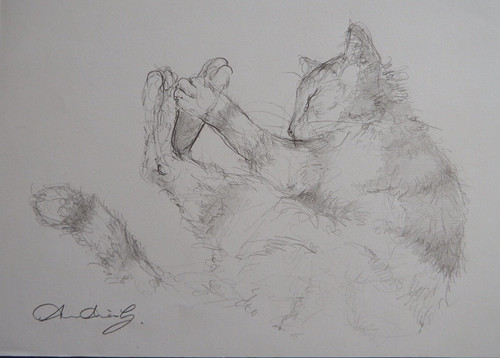 Pencil drawing cat curled