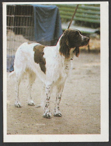 Dogs spanish trade trading - dogs,