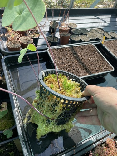 Utricularia cornigera large - utricularia,