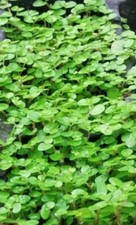 Baby's Tears-9cm pot- Lot of 3 plants