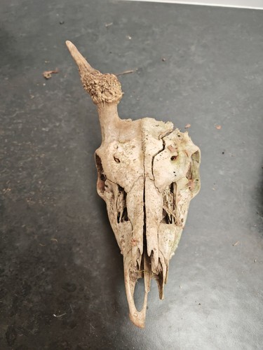 Fallow pricket skulls - pricket,