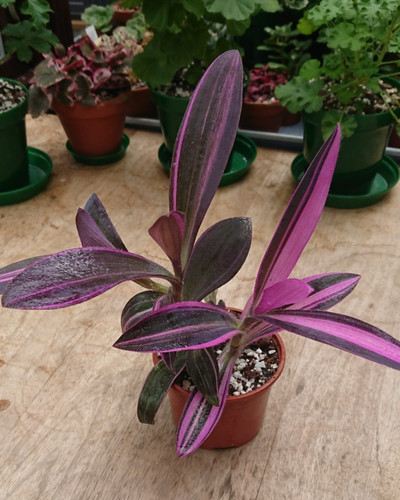 Tradescantia pallida pink - tradescantia,