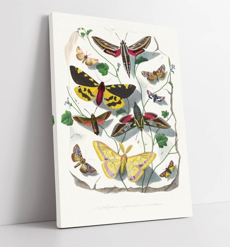 Paul gervais butterlies - gervais,, and