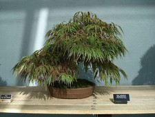 BONSIA -ACER PALMATUM  DISSECTUM -JAPANESE MAPLE- 10 SEEDS small lacy leafed