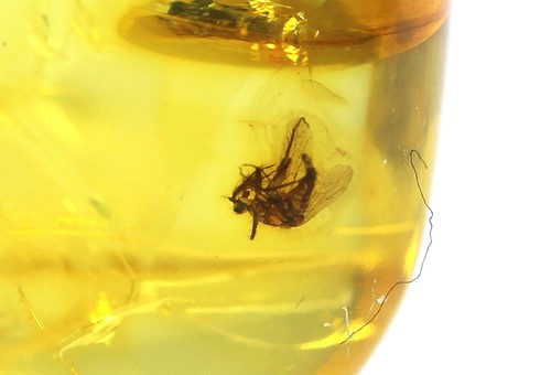 Natural baltic amber stone - amber,