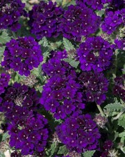 Verbena Trailing Showboat