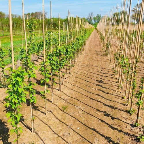 Strong heavy duty bamboo canes - bamboo,