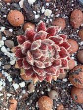Sempervivum - Sprite - Drought