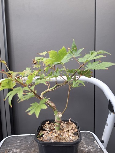 Part trained japanese maple - part,