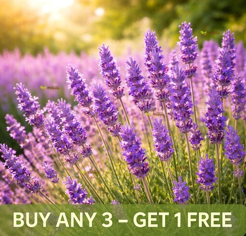 English lavender seeds - english,