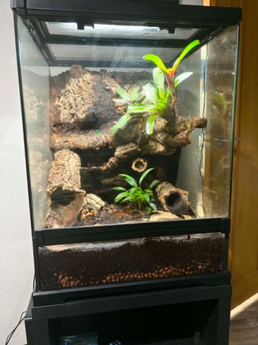 Exo terra tree - tree, frog