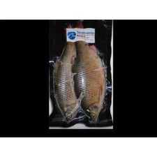 Seafreeze roach all sizes - sizes, pike