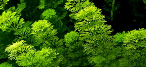 Limnophila sessiliflora - 10, x