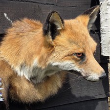 Fox Head Taxidermy Wall Mount