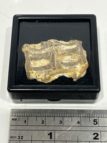 Genuine fossil fish vertebra - genuine,