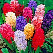 Hyacinth Garden Mix 10x Deluxe Bulbs - Large XXXL Winter to Spring Flowers