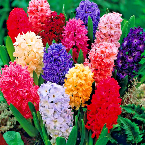 Hyacinth garden mix 10x deluxe - hyacinth,