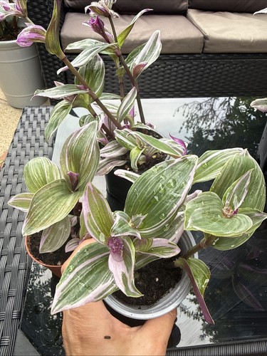 Tradescantia nanouk - tradescantia, 1