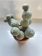 Tephrocactus Geometricus 14 Balls Rare Cactus