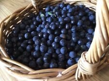 1lb FRESH Suffolk Sloes