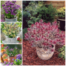 [x4] Hebe Plants | Evergreen Ready Shrubs | Colourful  Display |  Mix Pack | P9
