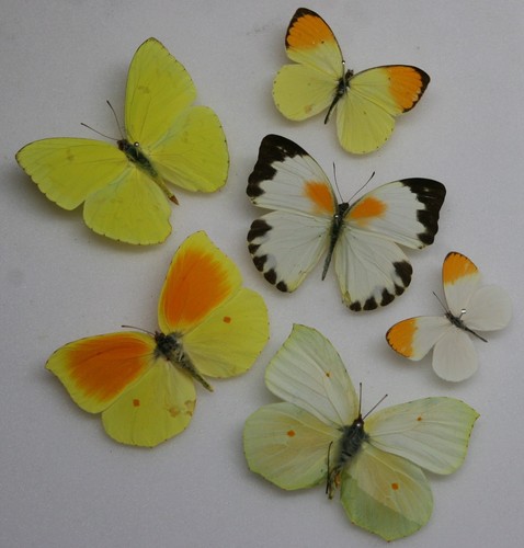 Real butterfly specimens x6 - butterfly,