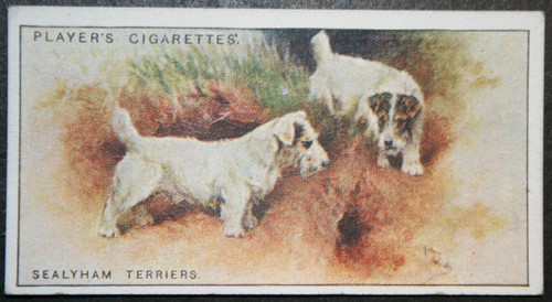 Sealyham terrier vintage - ,