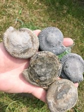 5 X PREPARE YOUR OWN AMMONITE