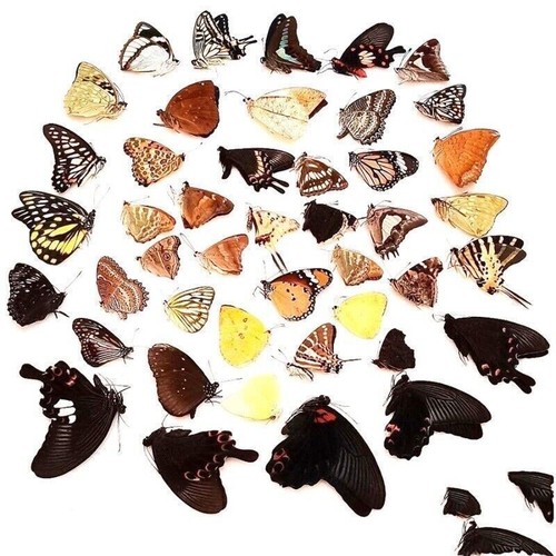 New 20pcs real papilio - new,