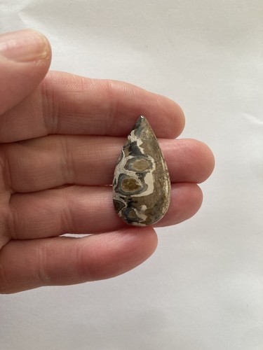 Petrified palm wood - petrified,