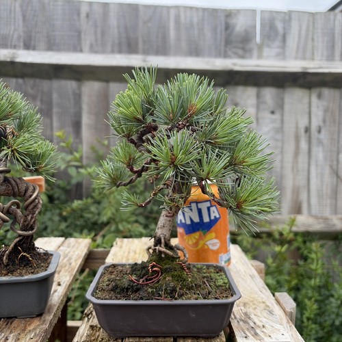 Japanese white pine - japanese, bonsai
