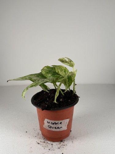 Marble queen devils - ivy, |