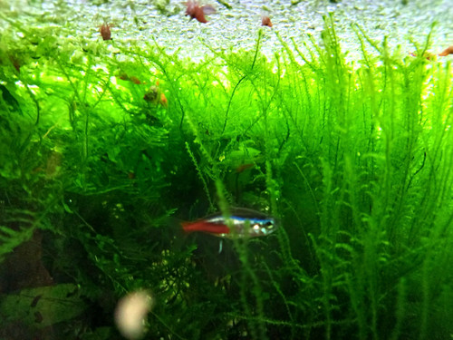 Live aquarium moss 100g - live,