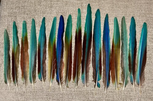 Naturally molted turquoise - molted,
