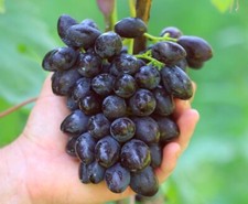 KATALONIA Grape Vine -  3