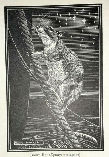 Parker brown rat - rat, a