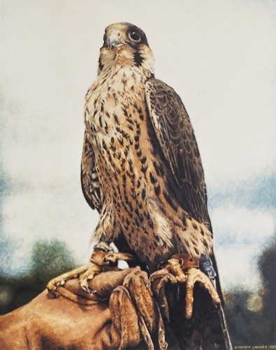 Peregrine falcon signed ltd - signed,