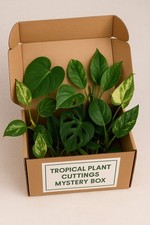 Plant Myster Cuttings Box Easy