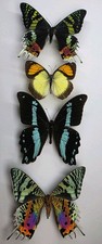 Real Butterfly/Moth Collection