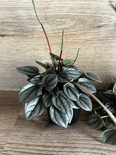 Peperomia napoli nights rooted - peperomia,