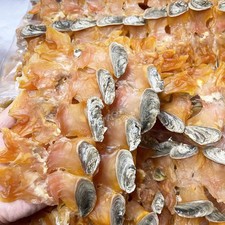 Large size dried whelk conch - size,