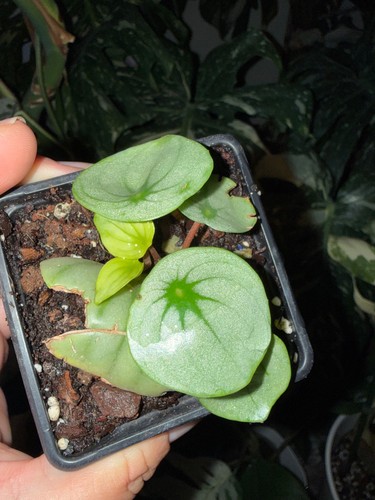 Rare peperomia watermelon