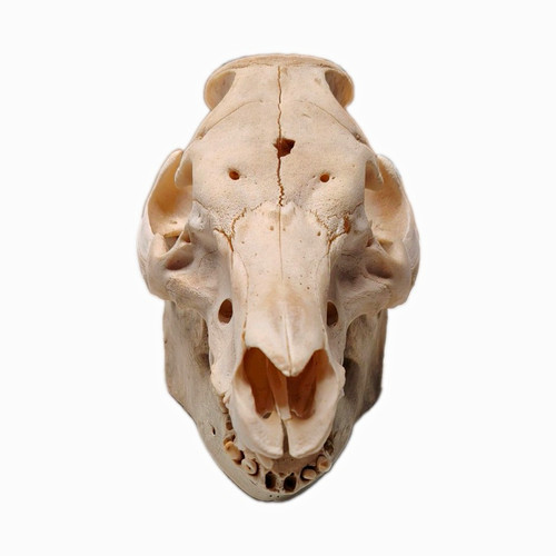 Pig animal skull bone specimen - bone,